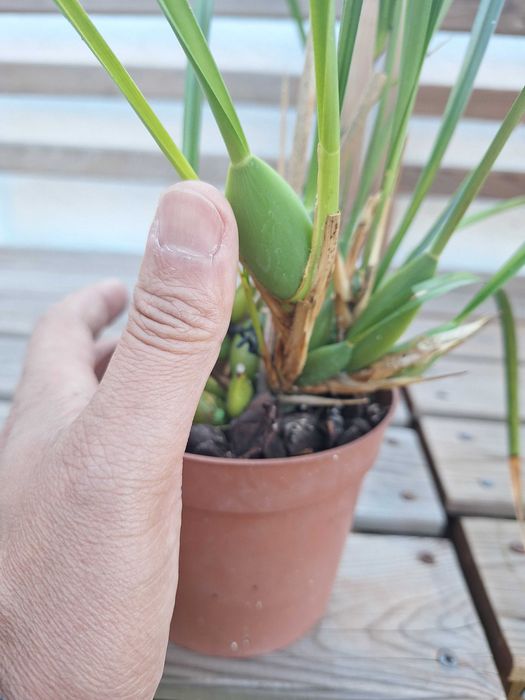 Maxillaria tenuifolia