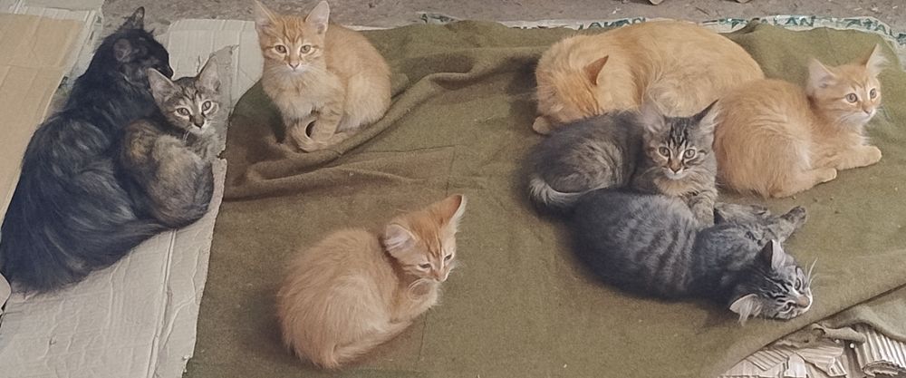 Роздаються кошенята!