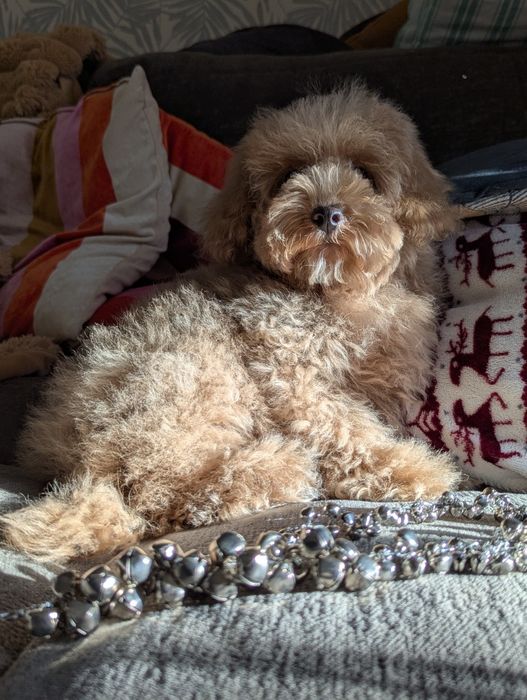 Хлопчик готовий їхати додому, 3,5 місяці, Київ, доставка