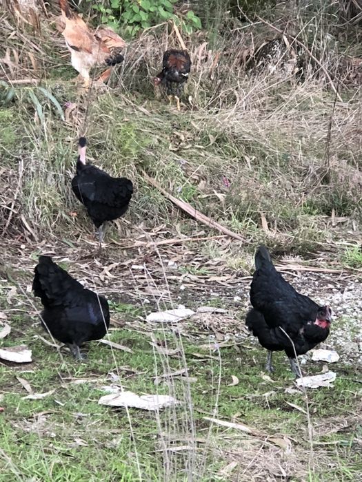 Raças autoctones portuguesas