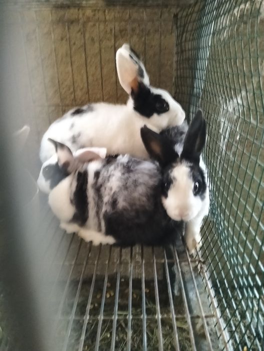 Coelhos anões deste ano