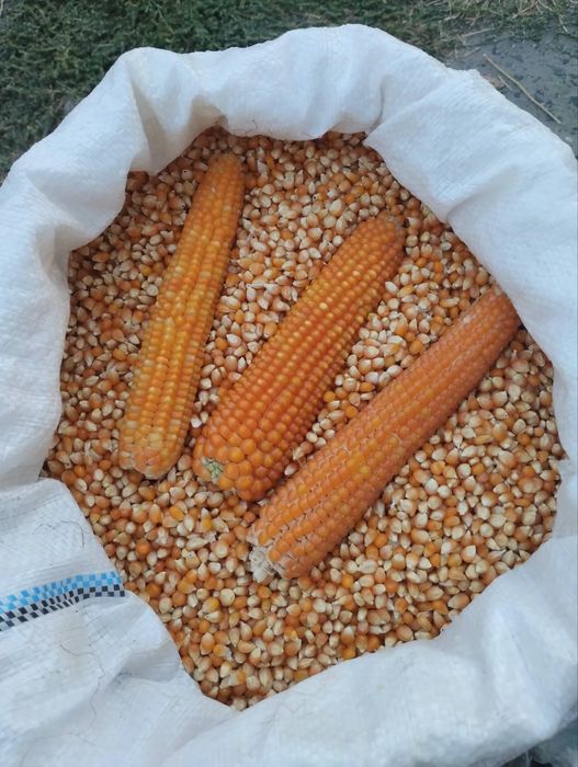 Кукурудза попкорн жовта ціна за 1кг