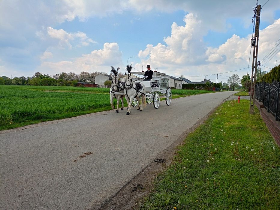 Biały karawan konny   . Cały kraj.
