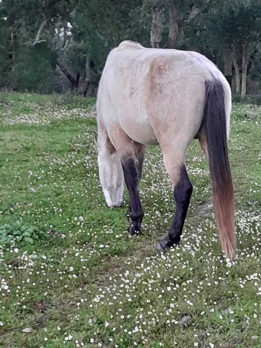 Poldro cruzado de 4 anos, filho de pai lusitano