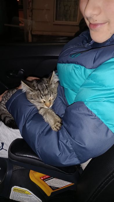 Кицюня в добрі руки