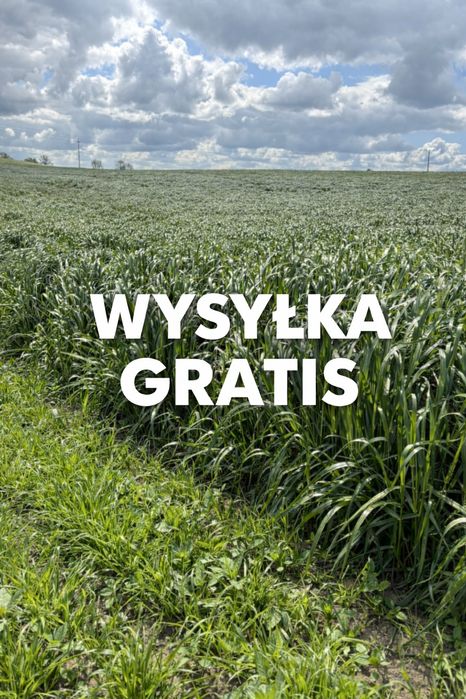 Mieszanka traw dla koni i owiec z dodatkiem ziół.