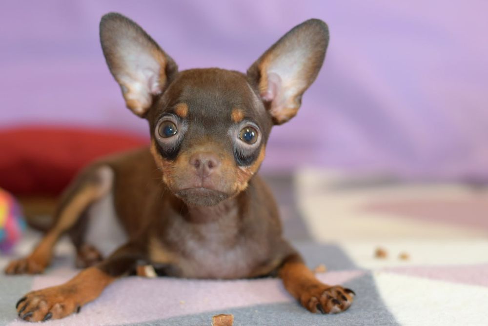 Шоколадная мечта