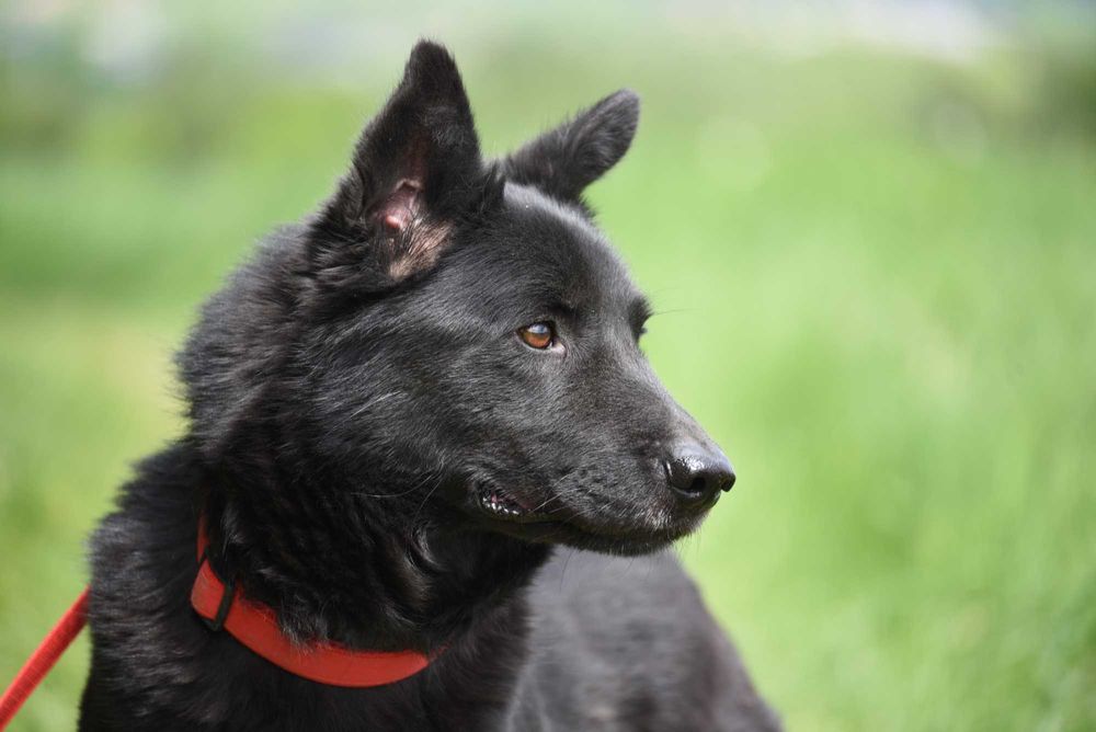 Brus - psiak po przejściach do adopcji