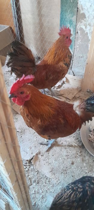 Продам півнів карликової декоративної породи курей.