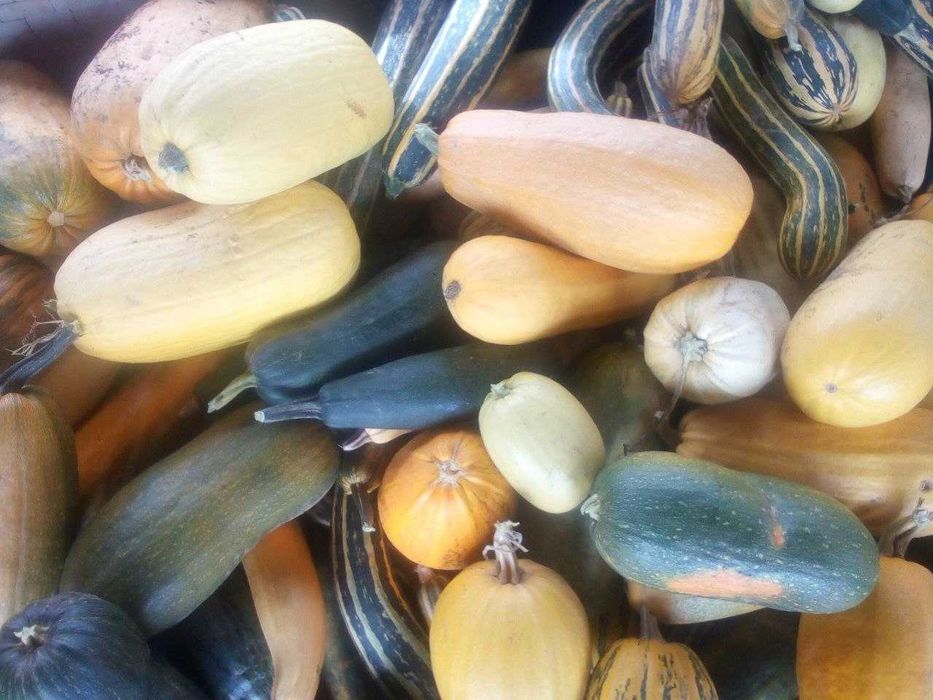 Продається кормова диня