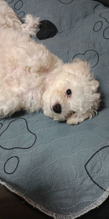 Szczeniak Bischon frize