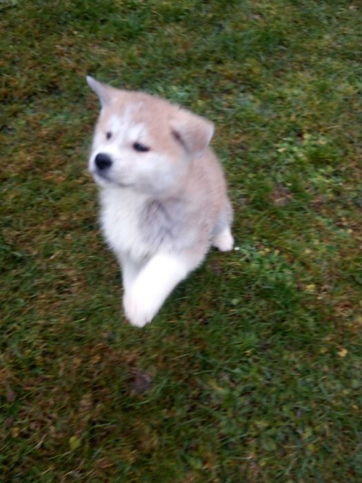 Akita Inu szczeniak.