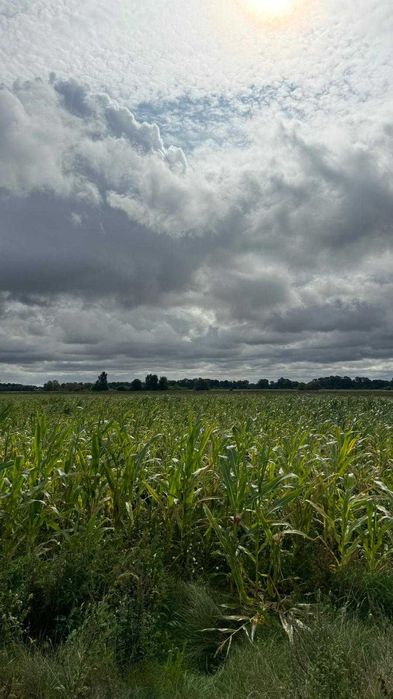 Działka inwestycyjna 5 min od Pruszcza Gdańskiego – ogromny potencjał