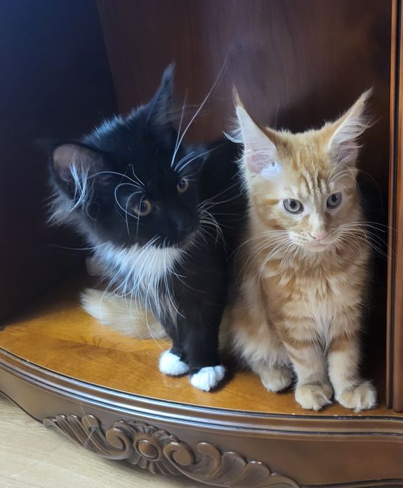 Кошечки Мейн-кун.  Официальный питомник.