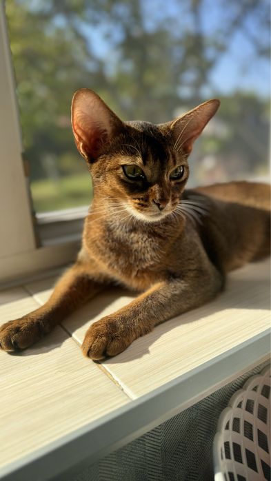 Кошенята шоу класу