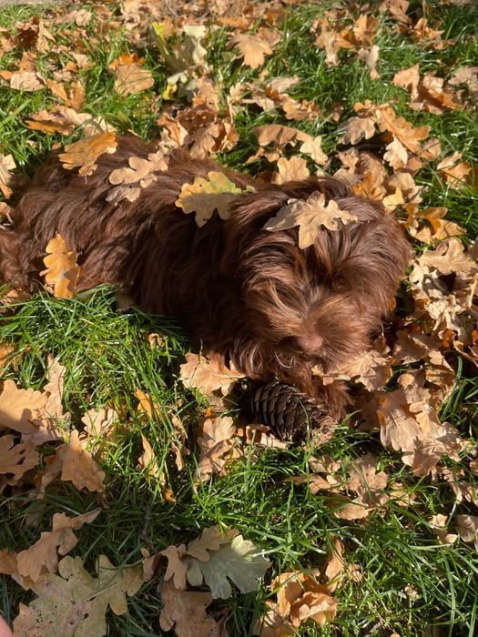 York Yorkshire terrier suczka czekoladowa cudowna z rodowodem