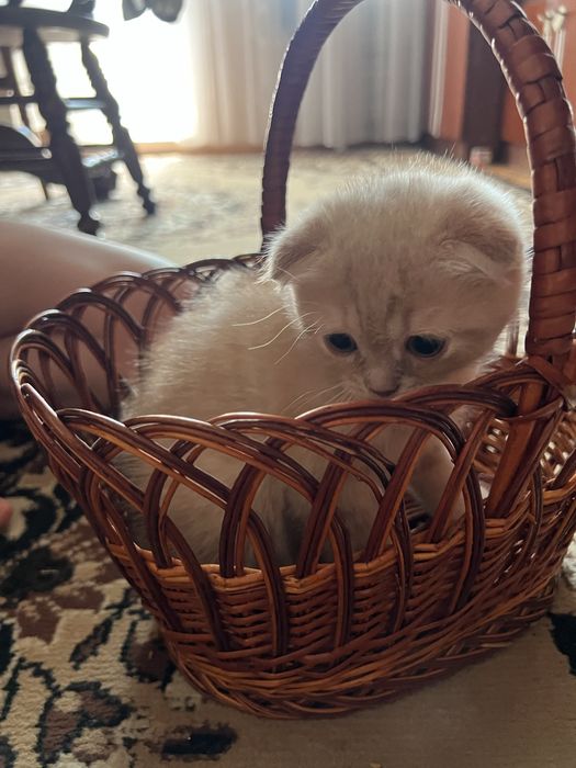 Чарівні кошенята шукають люблячу родину!
