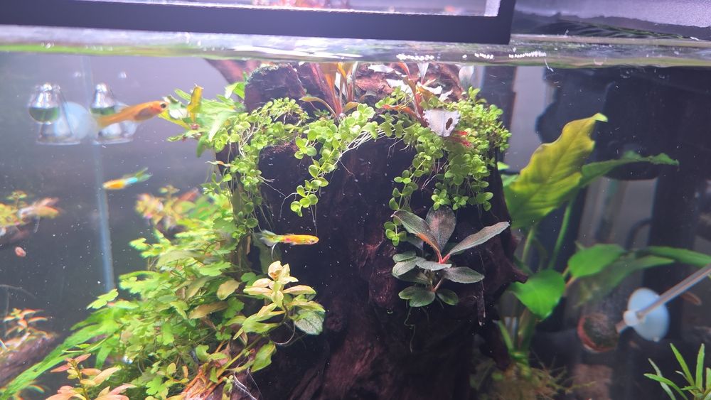 Gotowa aranżacja wwraz z roślinami!