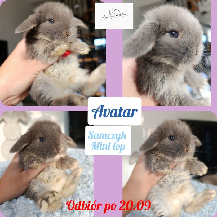 Królik króliczek mini lop hodowla zarejestrowana