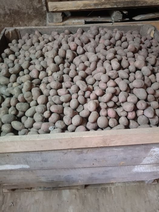 Sprzedam ziemniaki kał 40-45 czerwone oraz żółte