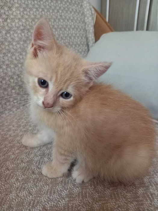 Котики  за символічною ціною