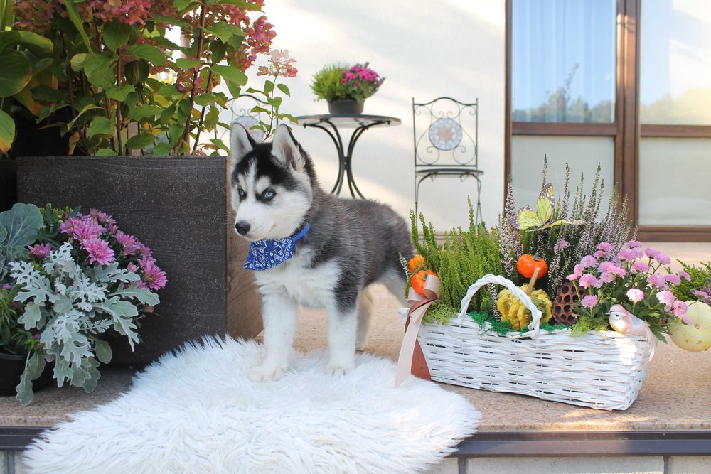 Siberian Husky-śliczny piesek