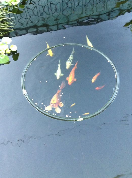 Vendo peixes kinguios  e plantas para Lagos a partir de 2€