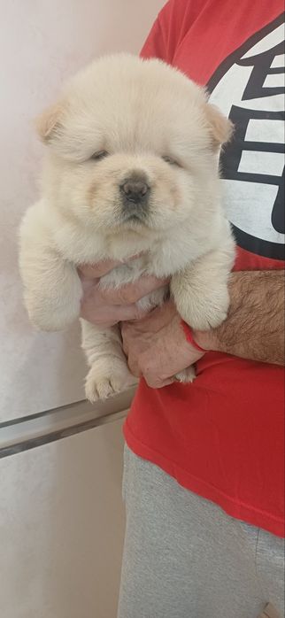 Чау чау,дівчатка та хлопчики,КСУ FCI