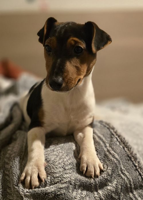Jack Russel Terrier