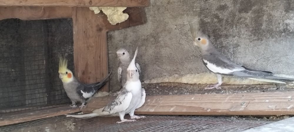 Caturras para vender