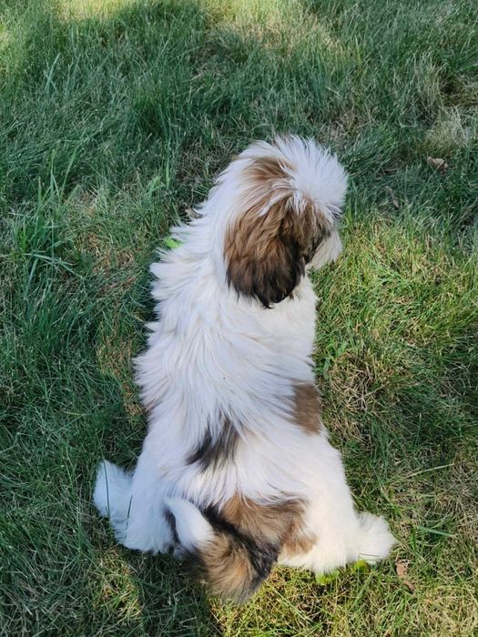 SHIH -TZU szczeniaczek