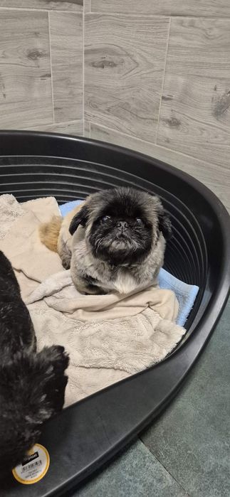 Suczka około 3 lata