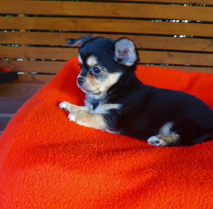 Piękny piesek chihuahua długowłosy