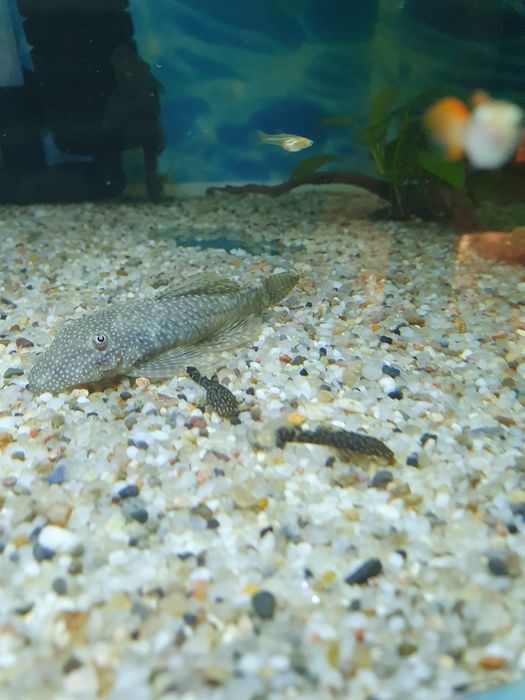 Zbrojnik niebieski glonojad