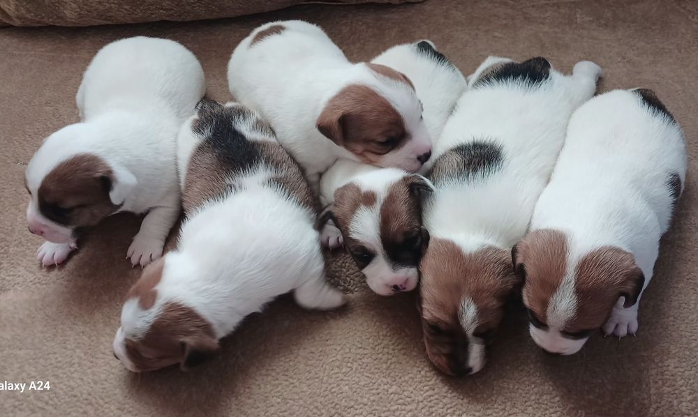 Обаятельные щенки Джек Рассел терьера-ваш  верный  друг!