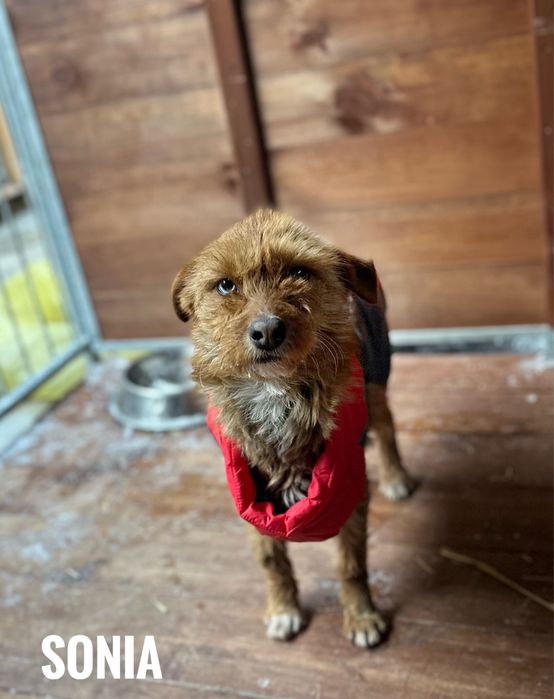 Terrierowana Sonia, delikatna, łagodna, okolo 5 lat
