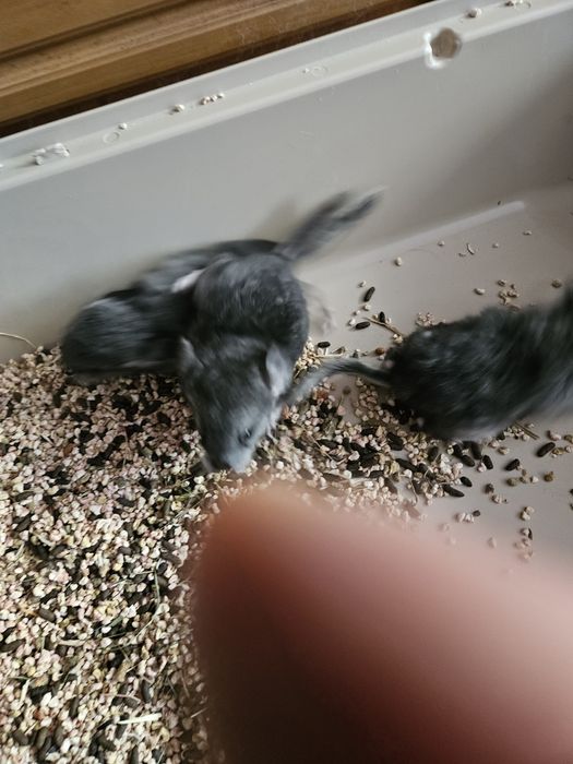 Sprzedam samiczki standart