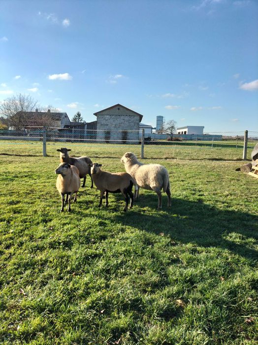 Sprzedam owce kameruńskie