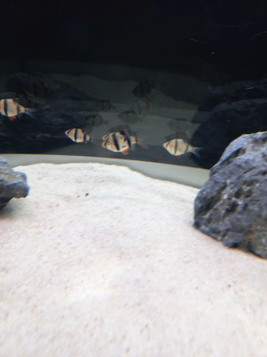 5 barbos tigre adultos