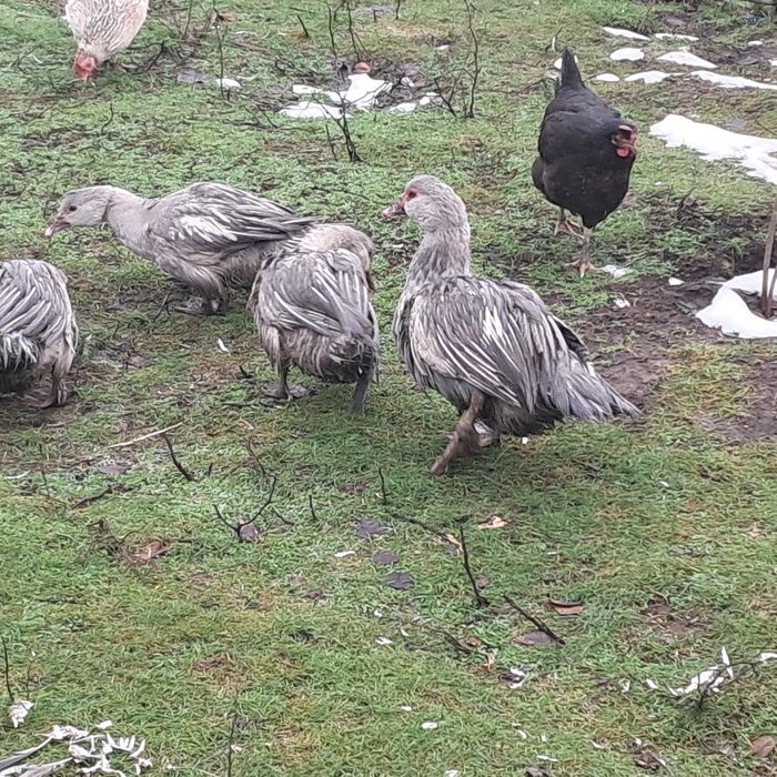 Продам качорів мускусних качок