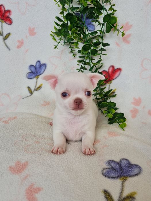 Excelente mini menina Chihuahua/Chiuaua LinhagemRussa de Qualidade