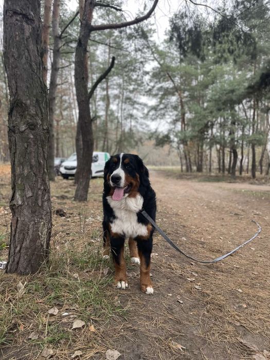 Чудові дівчинка бернського зенненхунда з документами КСУ