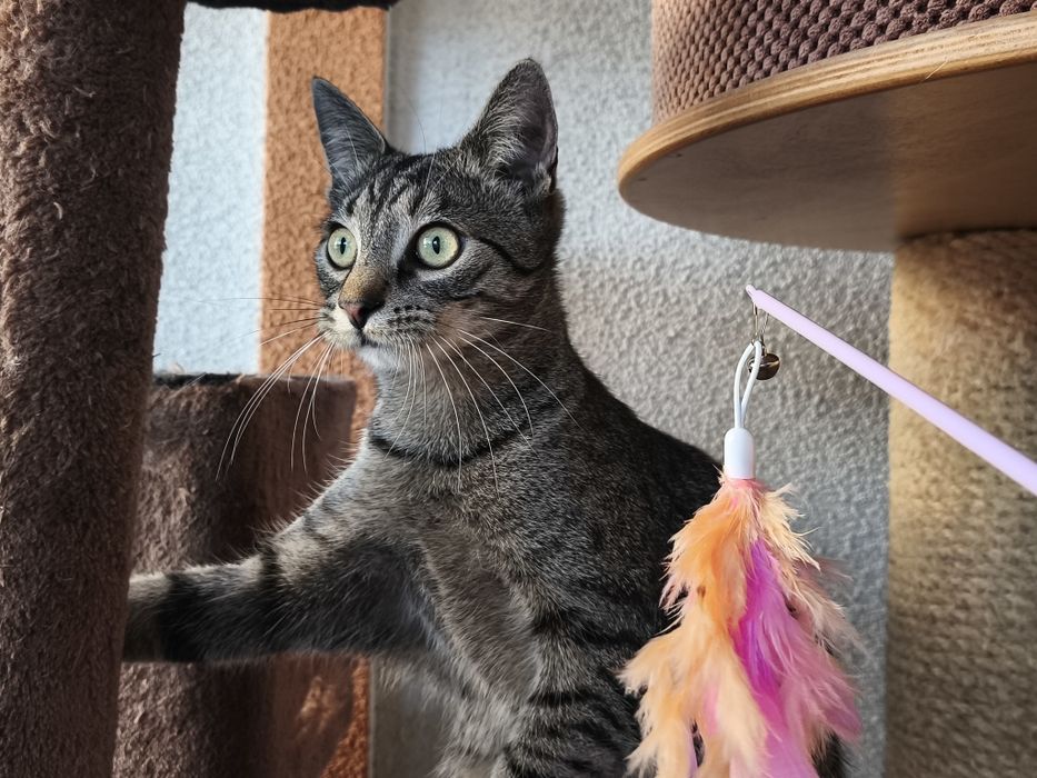 Kocie rodzeństwo do adopcji