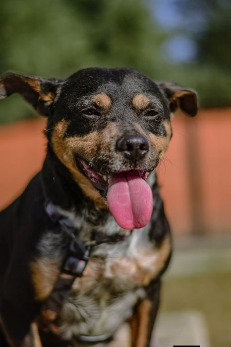 Dracula z nadzieją czeka na dom