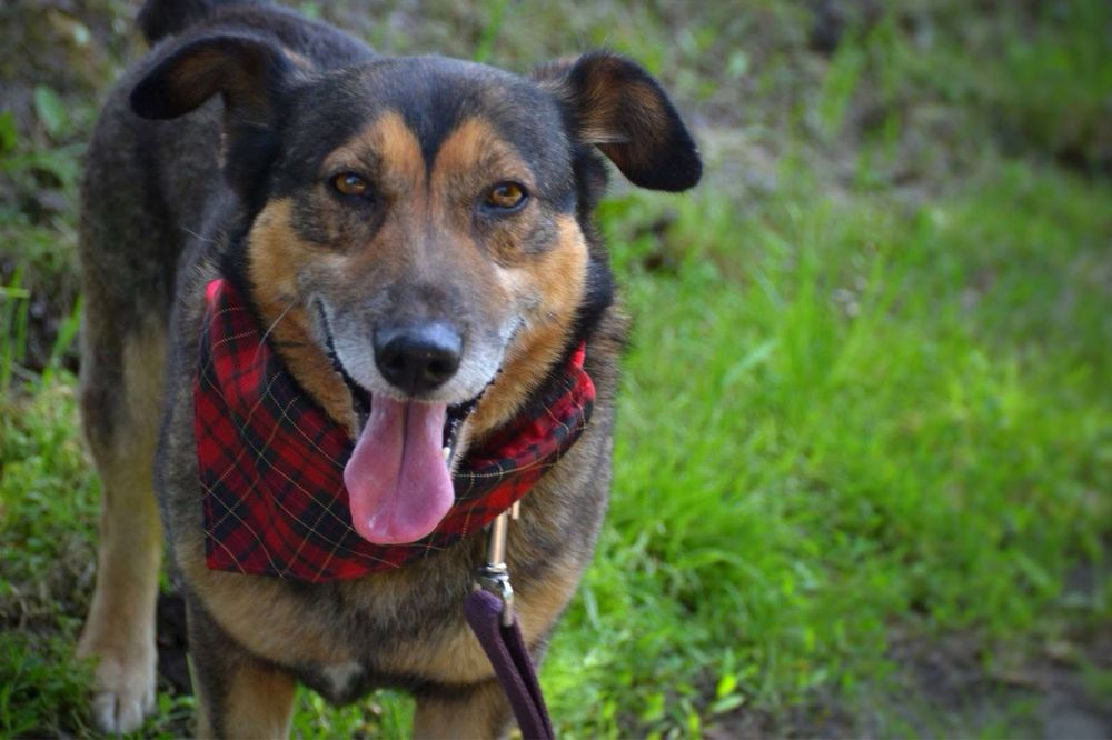 Wafelek szuka domu! Adopcja