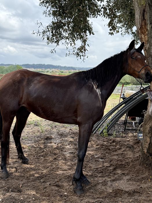Desbasto de poldro poldras egua cavalos