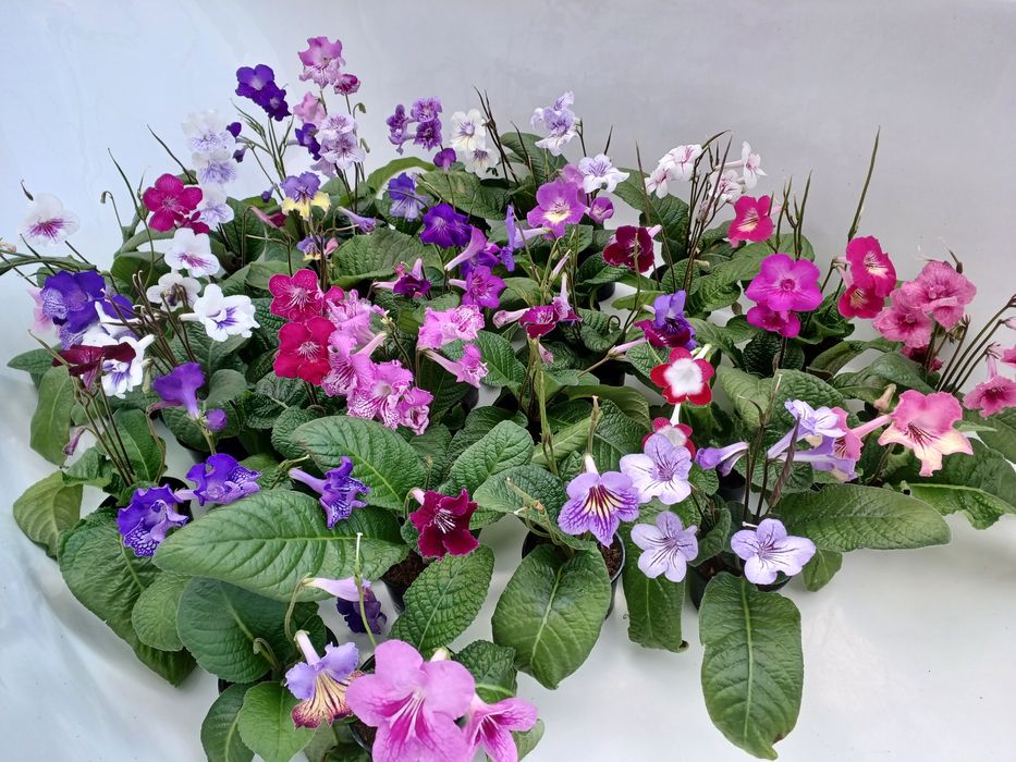 Насіння стрептокарпусів