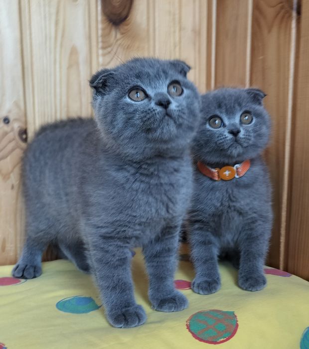 Новорічні подаруночки -дівчатка фолдочки