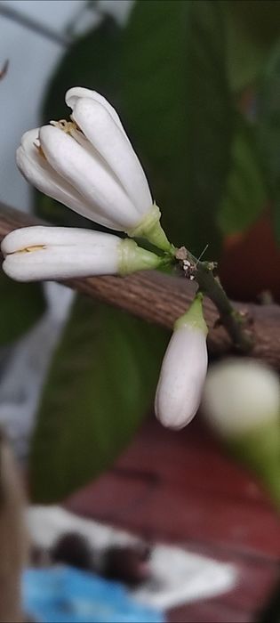 Продам власновкорінені живці плодоносного лимонного дерева