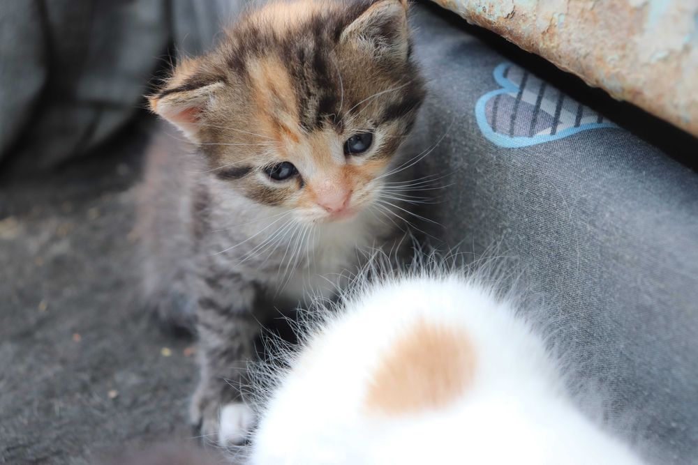 Віддам кошенят в хороші руки